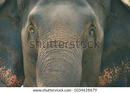 Old elephant in the forest. Closeup front of Asian elephants face.