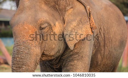 Old elephant in the forest. Closeup front of Asian elephants face