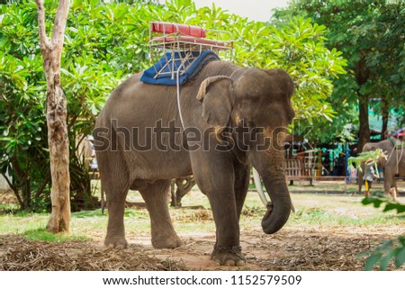 Old elephant in the forest. Closeup front of Asian elephants face