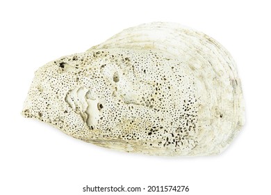 Old Empty Oyster Shell On White Background With Clipping Path