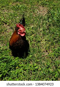 Old English Bantam Rooster In Grass.