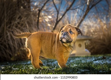 Old English Bulldog 2 Month Female