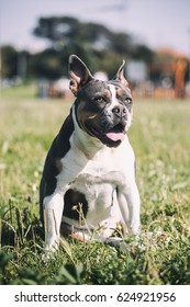 Old English Bulldog