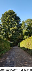 Old English Country Lane With Majestic Tree