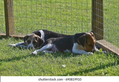 Old English Foxhound Puppies.

