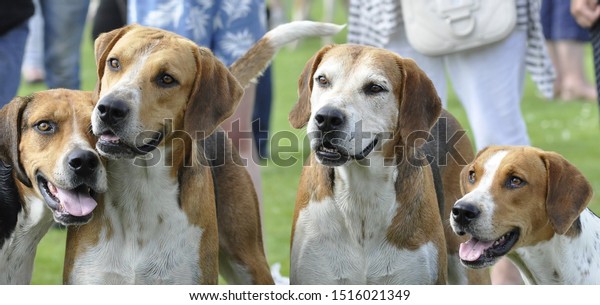 Old English Foxhounds\
paying attention