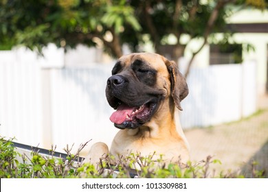 Old English Mastiff. Dog Waiting