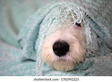 Old English Sheep Dog Snuggled Under A Blanket.