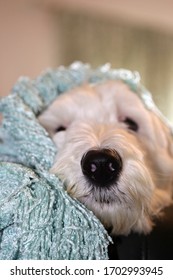 Old English Sheep Dog Snuggled Under A Blanket.