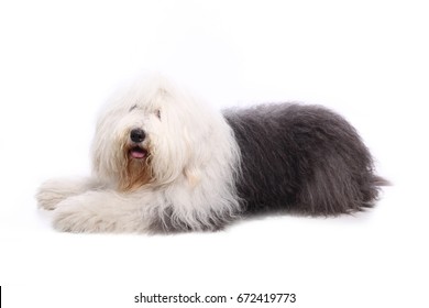 Old English Sheepdog