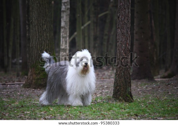 old english sheepdog\
bobtail