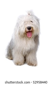 Old English Sheepdog (bobtail) Isolated On A White Background