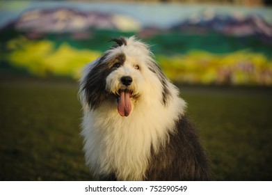 Old English Sheepdog Purebred Images Stock Photos Vectors