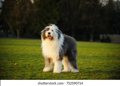 Old English Sheepdog Purebred Images Stock Photos Vectors