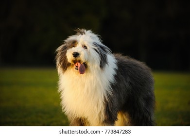 Old English Sheepdog Purebred Images Stock Photos Vectors