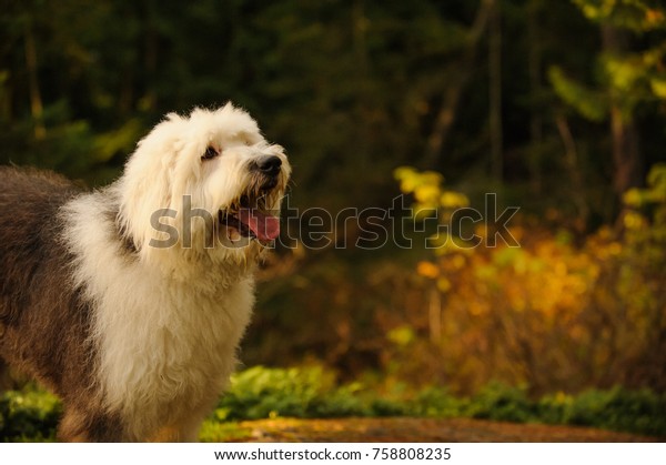 Old English\
Sheepdog outdoor portrait in\
nature