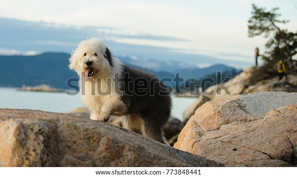 Old English Sheepdog outdoor portrait on rocks\
above water