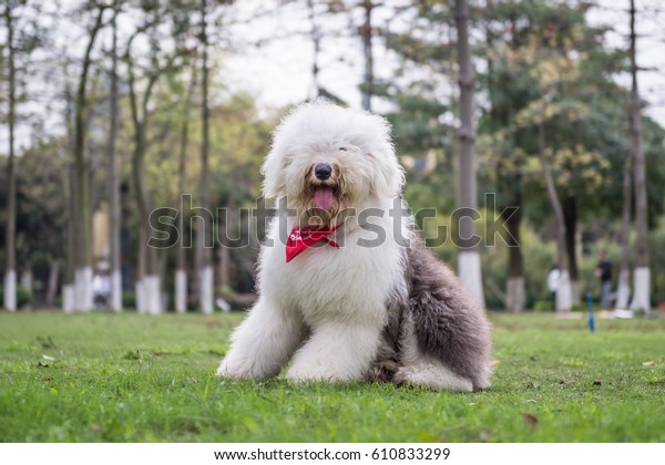 The Old\
English Sheepdog outdoors on the\
grass
