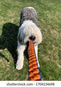 old english sheepdog playing outside, at the dog park, with a Tug-o-war Toy
