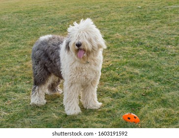 An Old English Sheepdog Playing At The Park