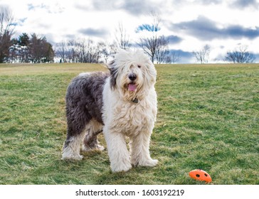 An Old English Sheepdog Playing At The Park