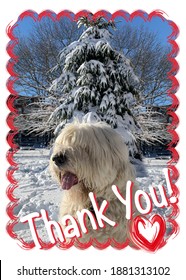 Old English Sheepdog Playing In The Snow