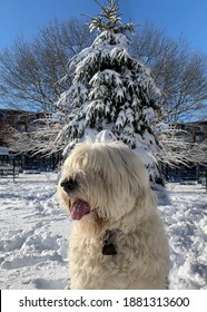 Old English Sheepdog Playing In The Snow