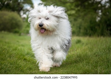 Old English Sheepdog running directly towards the camera in a field