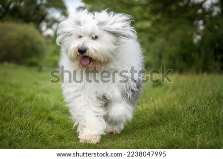Old English Sheepdog running directly towards the camera in a field