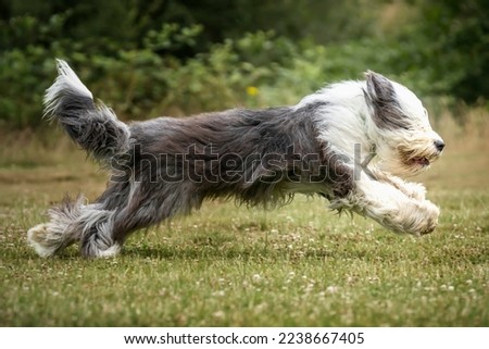 Old English Sheepdog running left to right at stretch