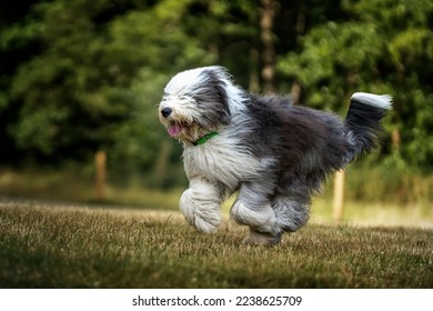 Old English Sheepdog running right to left at speed