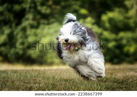 Old English Sheepdog running towards the camera in a field