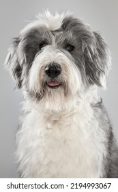 Old English Sheepdog  in studio with gray background looking sideways. vertical portrait of pet bobtail posing nice for photo session. Gray and White Bobtail Dog with Gum in Hair Clearing Eyes