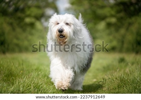 Old English Sheepdog walking directly towards the camera in a field