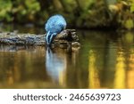 old European badger (Meles meles) drinks from the forest stream