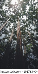 Old Exotic Melaleuca Leucadendra Forest