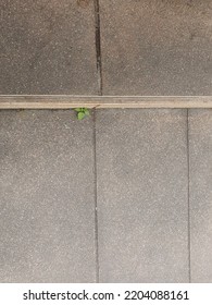 Old Exposed Aggregate Finish And Plant Growth On The Floor 