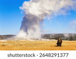Old faithful geyser with a Bison in Yellowstone national park