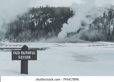 Old Faithful Geyser With Its Sign In Winter Season At Yellowstone National Park