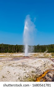 The Old Faithful  Yellostone National Par