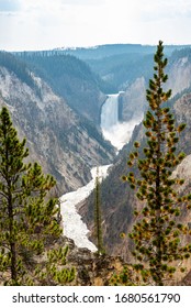 The Old Faithful  Yellostone National Par