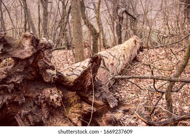 old fallen dry tree lies on last year's dry foliage in the forest