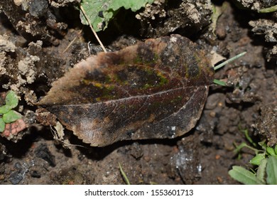  an old fallen leaf on the ground