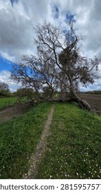 Old fallen tree blocking a dirt path through green fields under a cloudy sky.