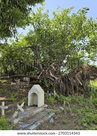 Old fallen tree in cementery
