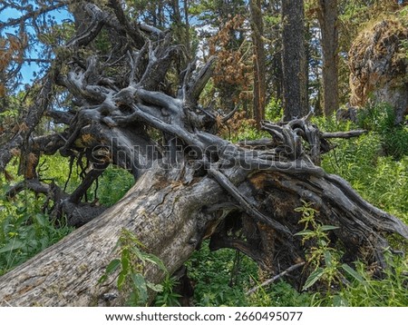 An old fallen tree with exposed roots in a lush green forest. The tree's weathered trunk and intricate root system are striking.