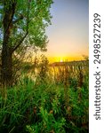 Old fallen tree stand on the beach around the river , morning on a lake . Sunrise over the trees . Grass and tree . Lake in forest , beautiful landscape , nature . Summer morning . Golden hour, green