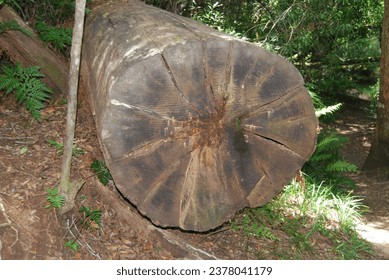 Old fallen trees that has been cut to clear the pathways at Jubilee Creek in Knysna forest.