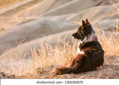 Old Farm Dog Laying On Hillside