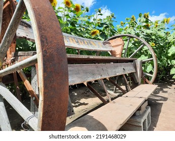 Old Farm Equipment In A Sun Flower Field